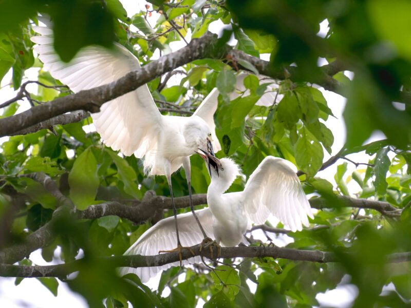 bird watching tour in Ninh Binh