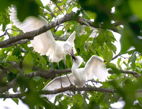 bird watching tour in Ninh Binh