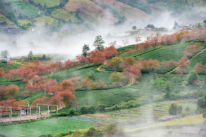 ideal time to visit sapa: sapa in spring 