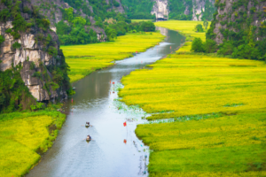 Golden Rice Fields in Tam Coc, Ninh Binh in May