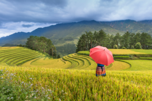 Golden Terraced Rice Fields Stretching Across Sapa