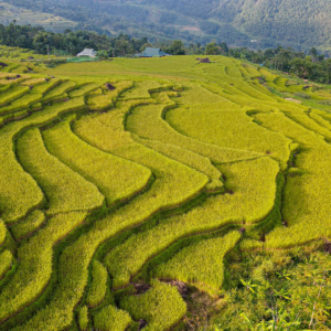 admire the rice field is top things to do in pu luong nature reserve