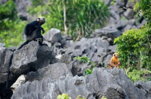 Cat ba National park