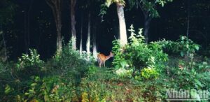 night tour in cuc phuong national park