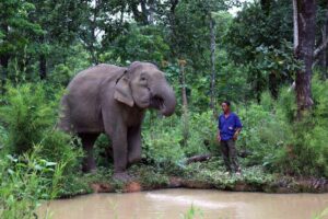 Bun Khăm years old elephant is drinking water while Y Muh caretaker assigned to care for the elephant