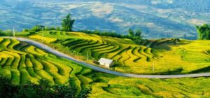 sapa