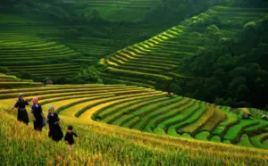 nam cang sapa